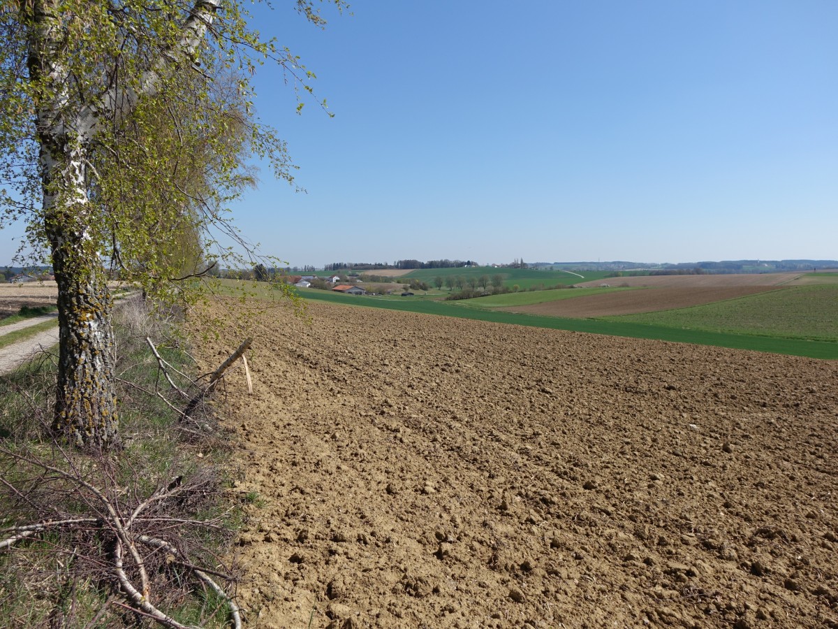 Felder bei Hohenbercha, Landkreis Freising (19.04.2015)