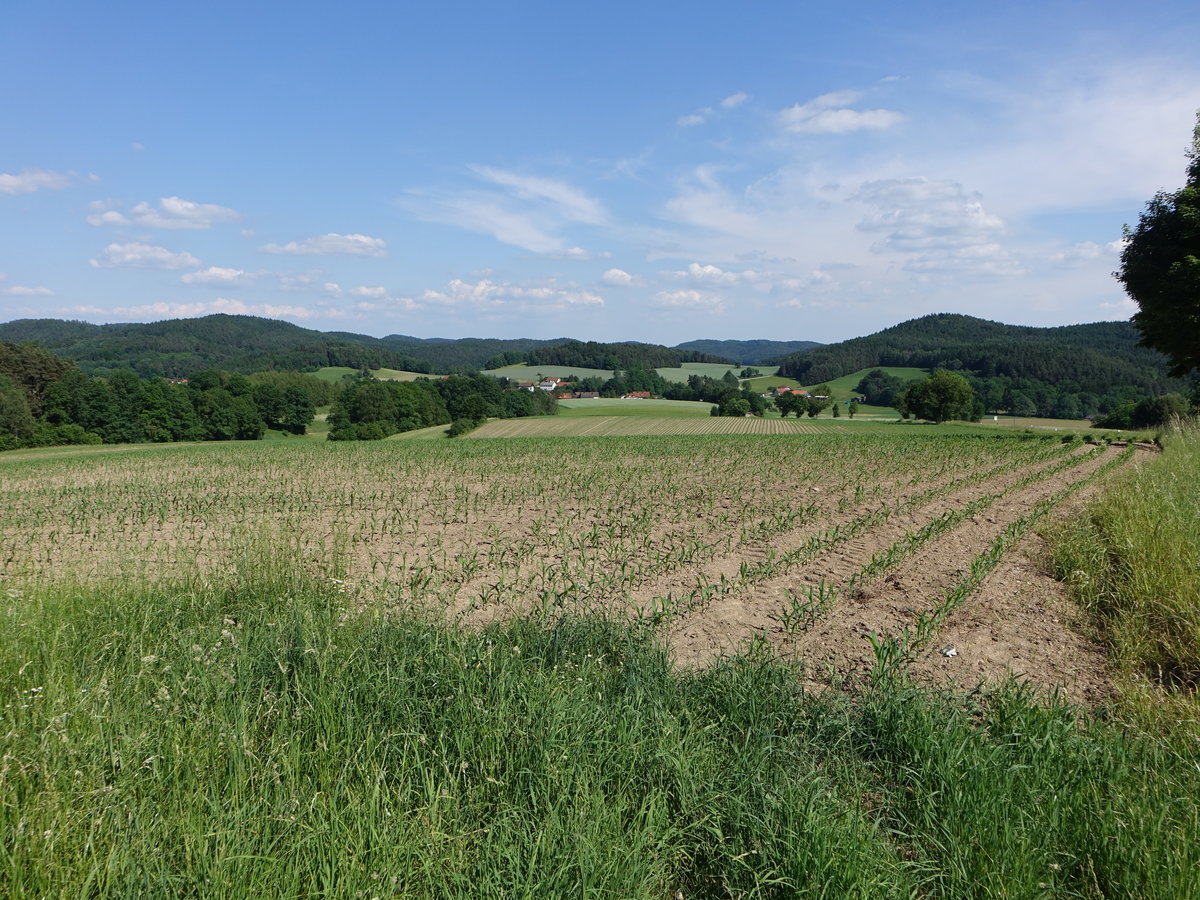 Felder bei Maiershof im Landkreis Cham (02.06.2017)