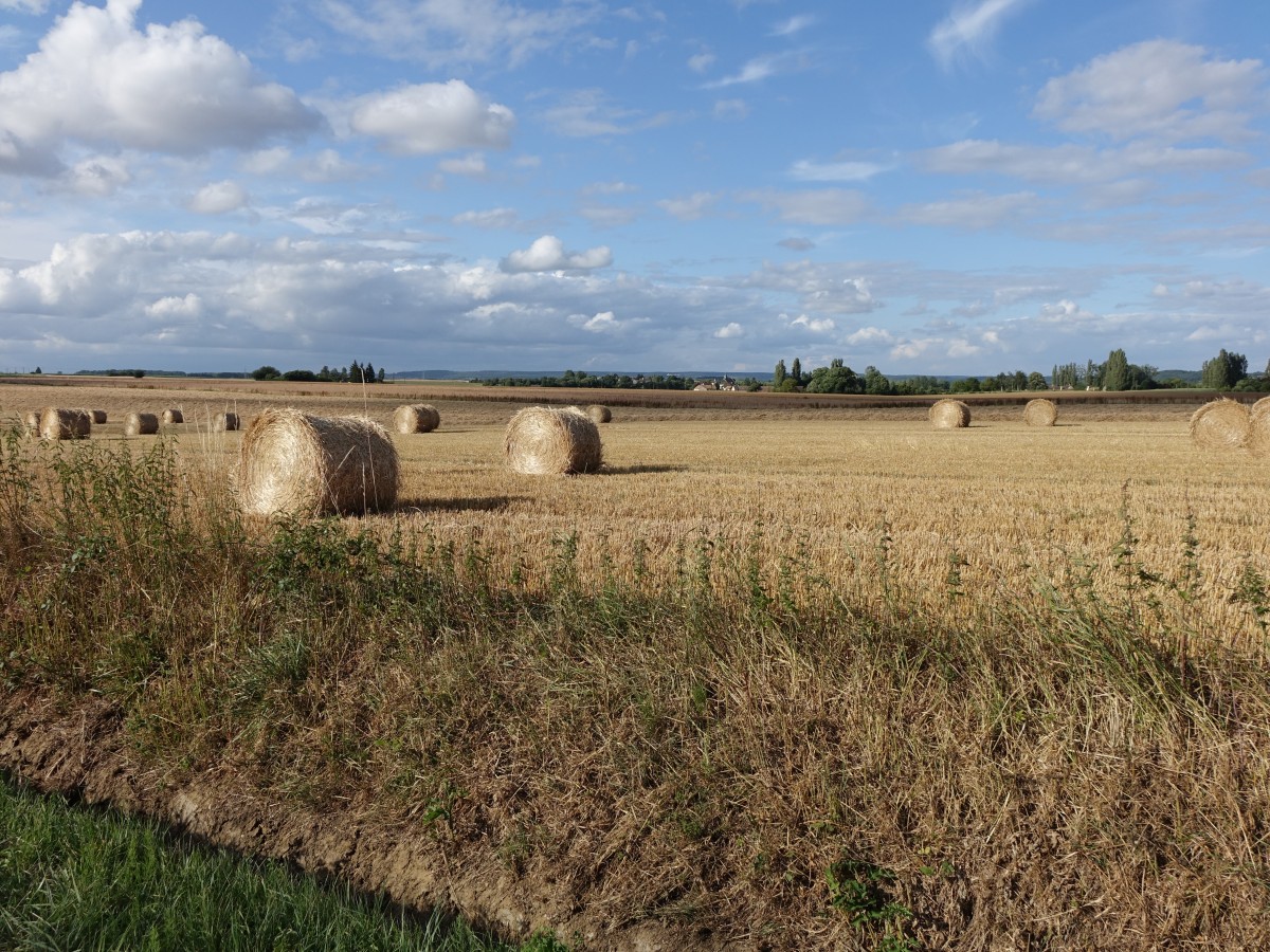 Felder bei Saint-Remy des Monts (17.07.2015)