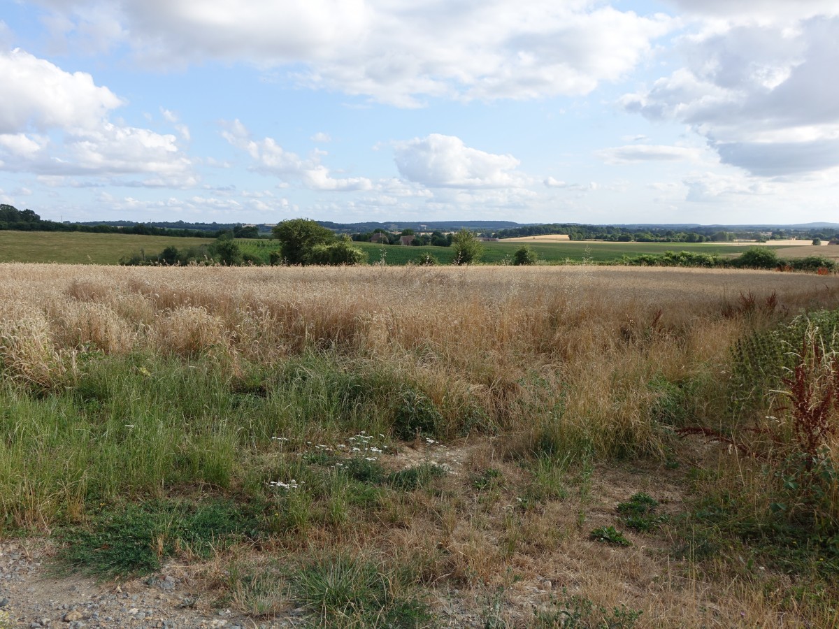 Felder bei Sillé-le-Guillaume, Dep. Sarthe (17.07.2015)