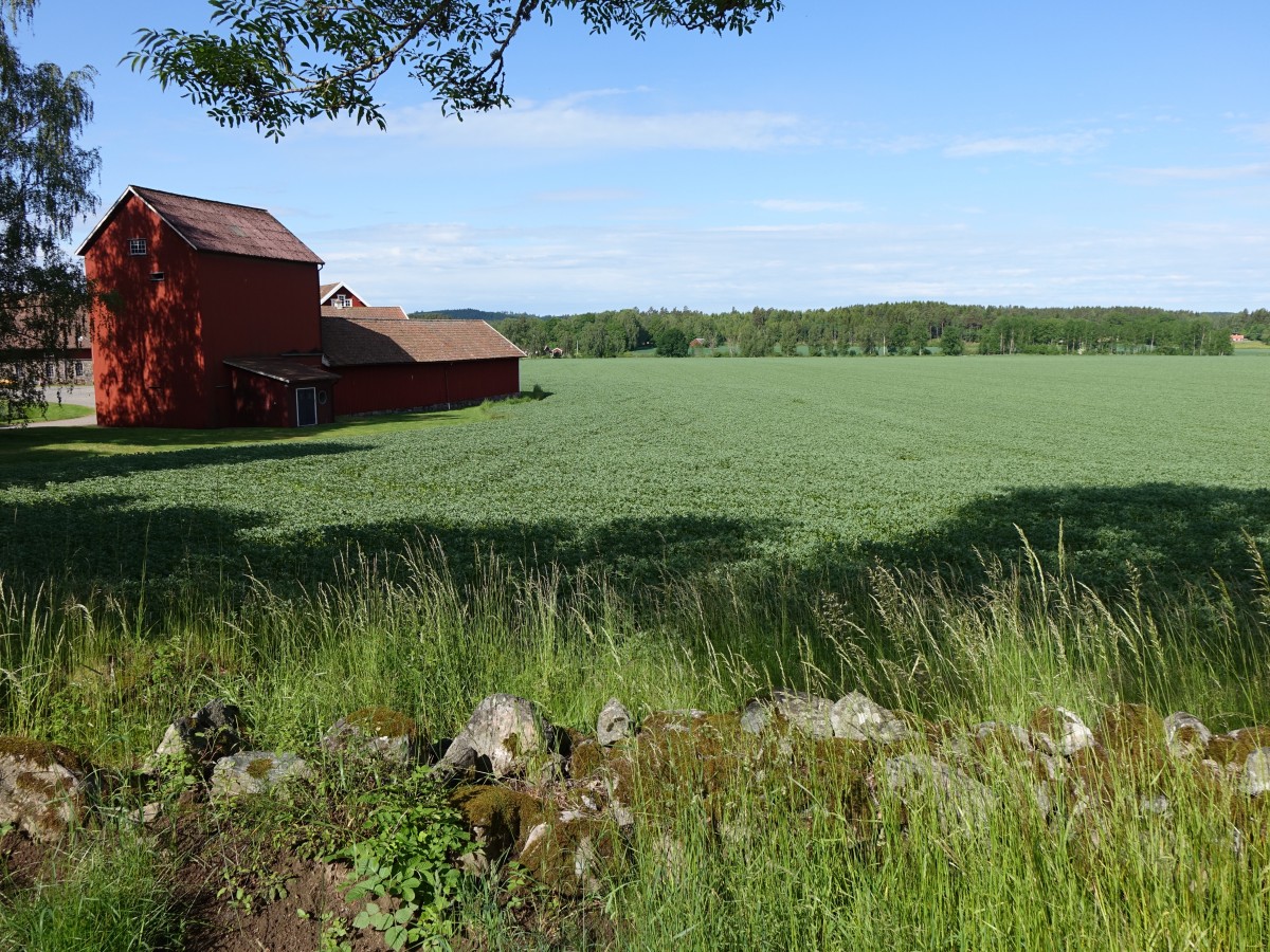 Felder bei Sollebrunn, Gemeinde Alingsäs (20.06.2015)