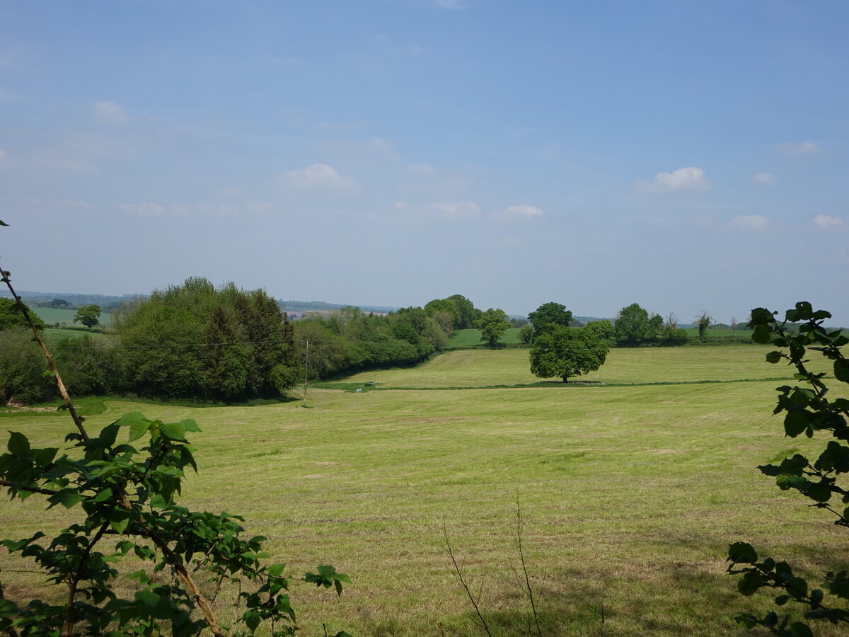Felder bei Tisbury, Wiltshire (11.05.2024)
