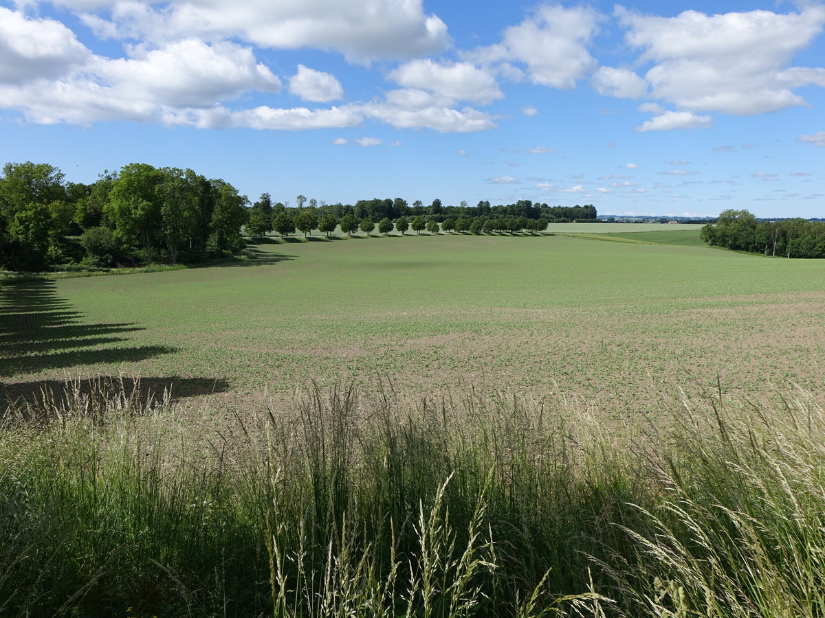 Felder bei Tomelilla, Skane Län (11.06.2016)