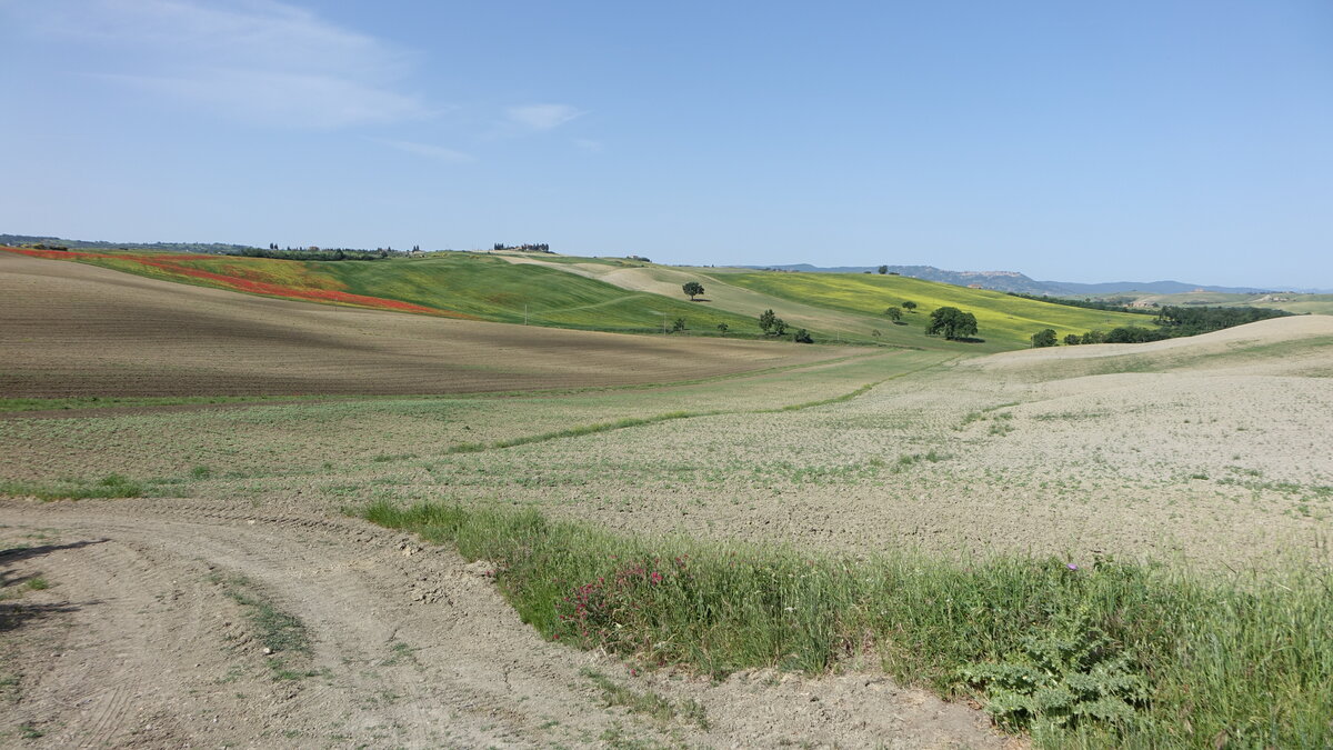 Felder beim Ort San Quirico d´Orcia, Toskana (21.05.2022)
