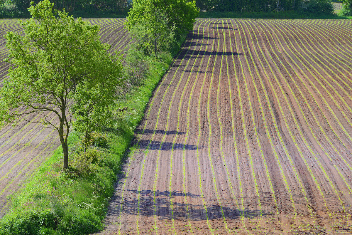 Felder von Margarethenwall westlich von Dannewerk aus gesehen. Aufnahme: 27. Mai 2019.