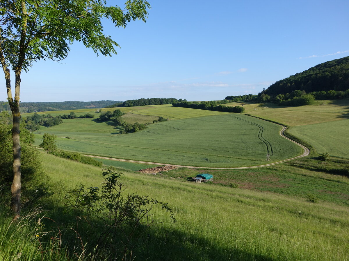 Felder und Wiesen im Richelsdorfer Gebirge bei Breitau, Werra Meißner Kreis (03.06.2022)