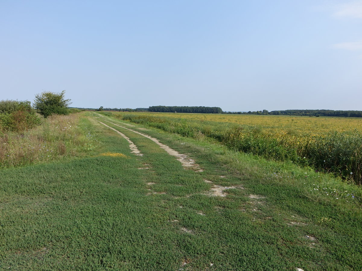 Feldweg und Wiesen bei Kakics im Komitat Baranya (31.08.2018)