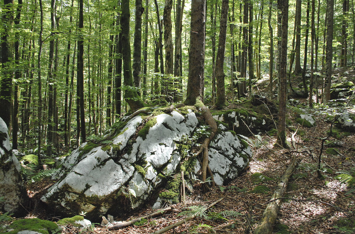 Felsenmeer im Wald am Slavica-Fluss in Slowenien. Aufnahme: 2. August 2016.