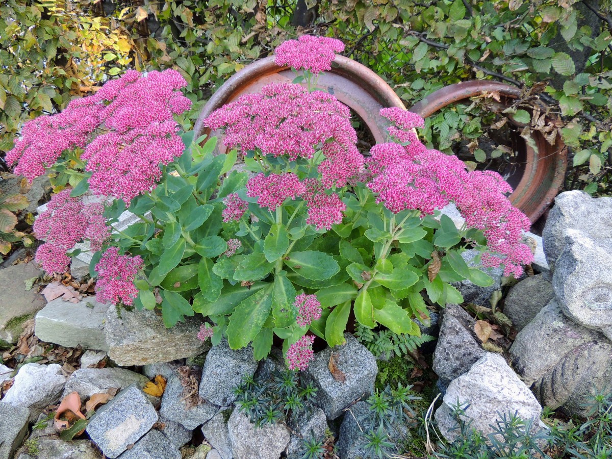 Fette Henne (Sedum spectabile)ist eine ideale Steingartenpflanze; 130928