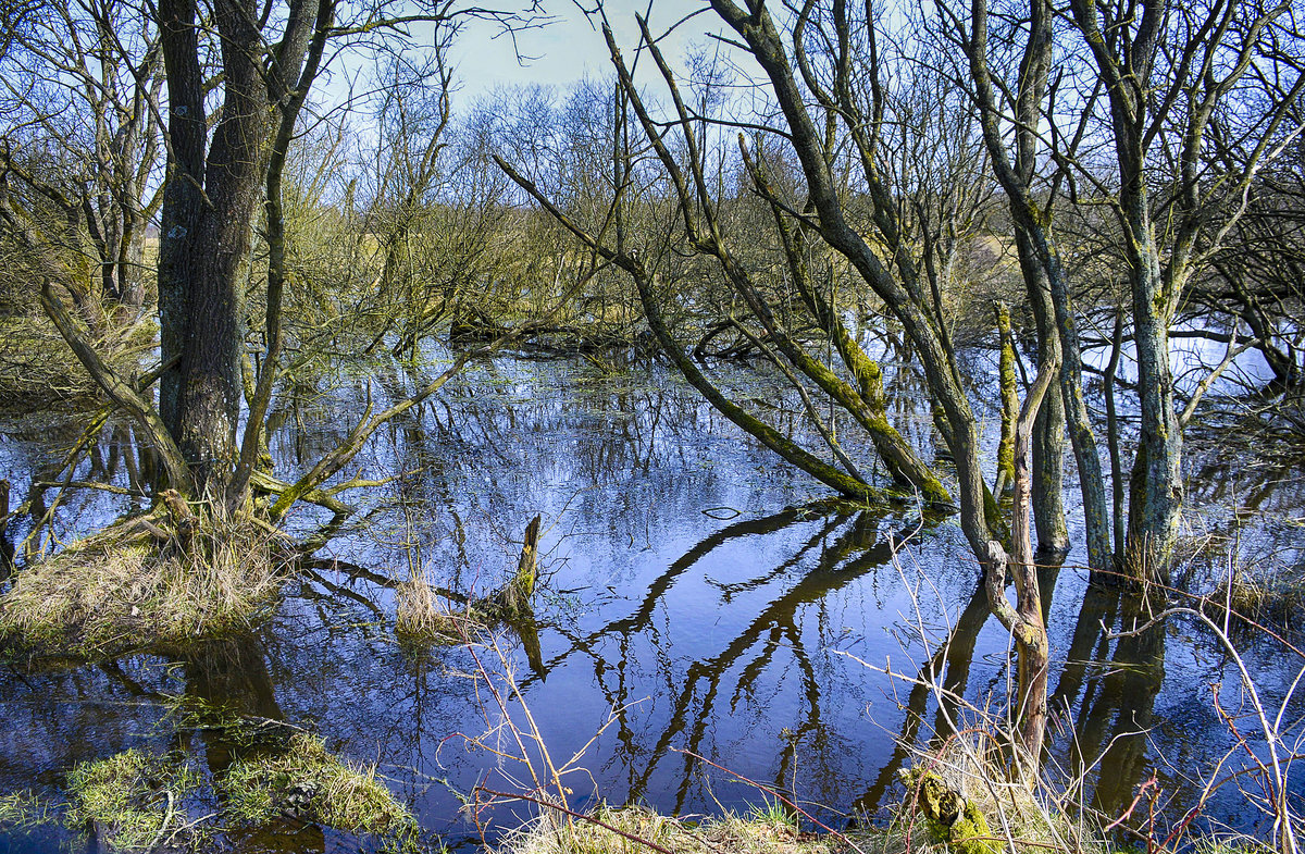 Feuchtgebiet im Naturschutzgebiet »Schäferhaus« westlich von Flensburg. Aufnahme: 1. April 2018.