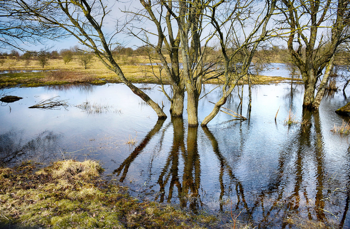 Feuchtgebiet im Naturschutzgebiet »Schäferhaus« westlich von Flensburg. Aufnahme: 1. April 2018.