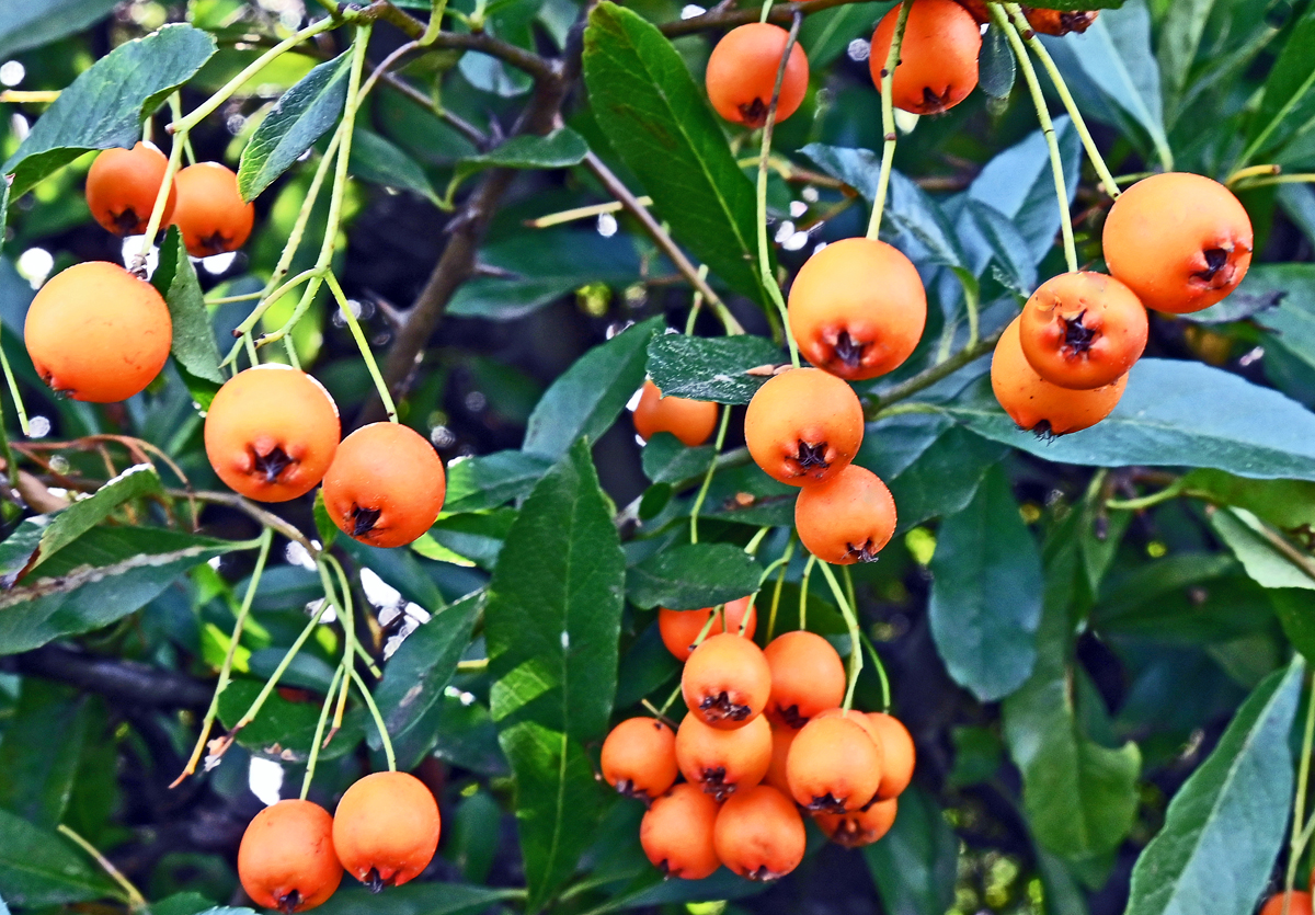 Feuerdorn (ROSACEAE) am Bahndamm in Bonn-Beuel - 11.10.2023