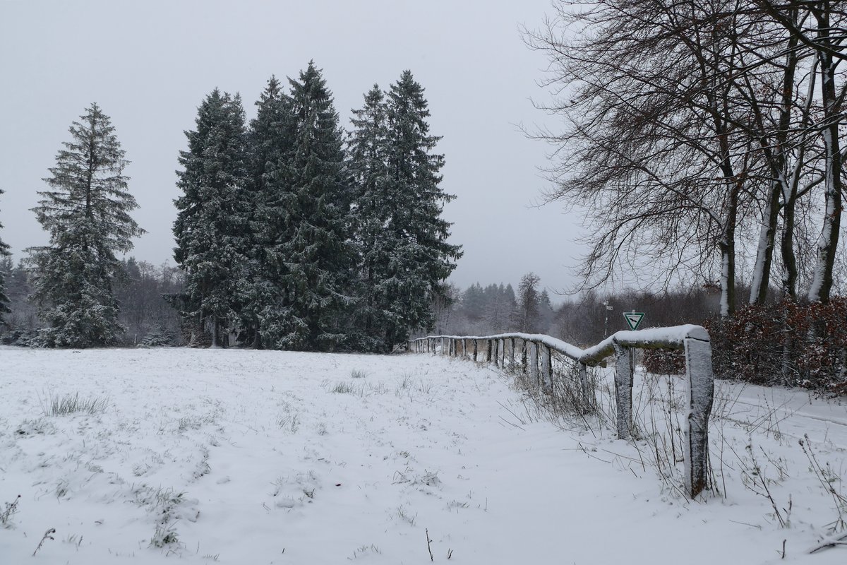 Fichten im Winter am Rande des Mützenicher Venns am 12.12.2017 