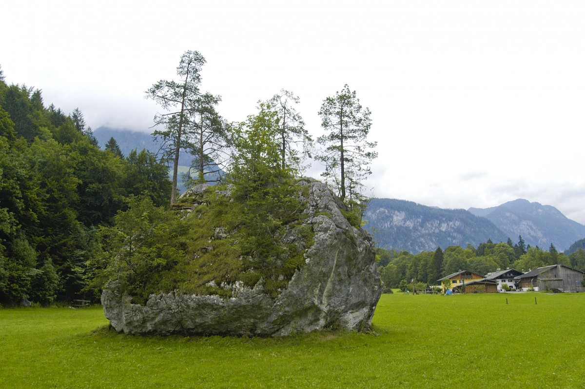 Findling bei Schönau - Auf dem Weg zwischen Königssee und Schönau kommt nach der Mühlleiten überraschend auf der linken Seite mitten im freien Feld ein beeindruckender Findling. Gewaltig in der Größe, mit Bäume bewachsen und mit bemooster Oberfläche. Aufnahme: Juli 2008.