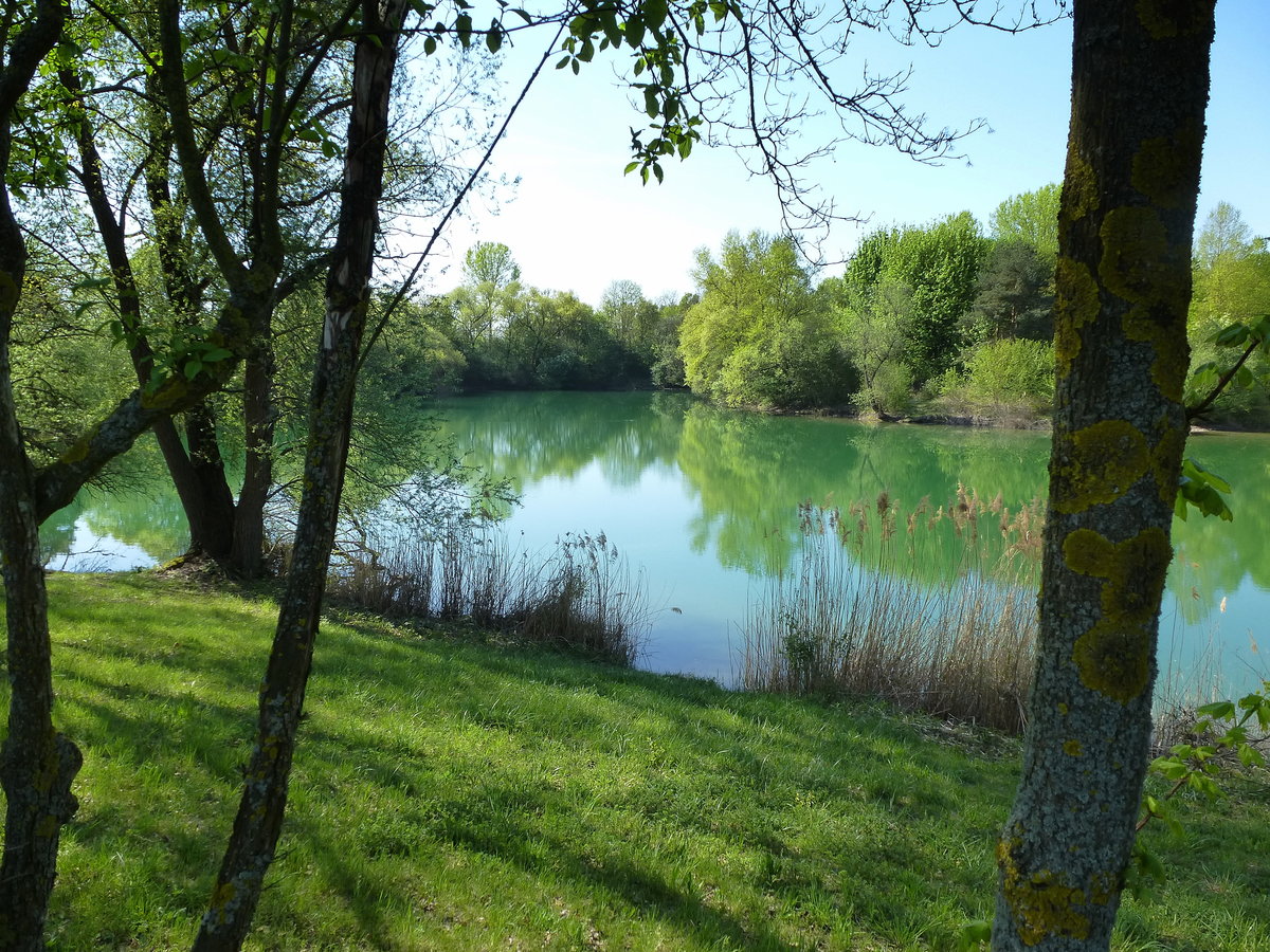 Fischweiher in der Rheinebene bei Breisach, April 2018 