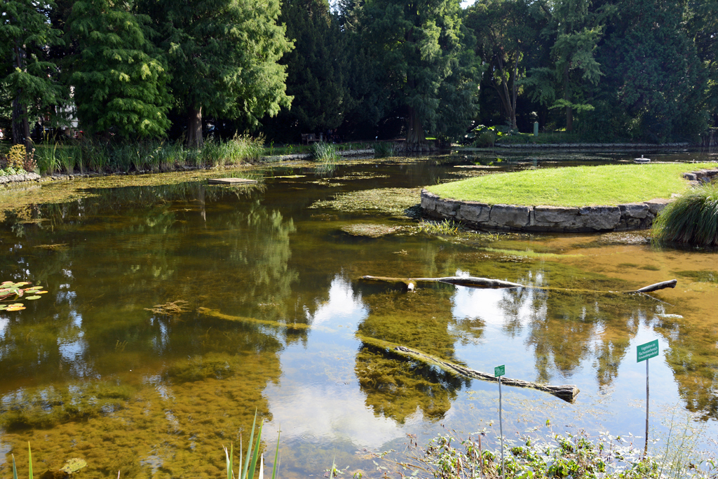 Flachwasserbereich des Teiches am Poppelsdorfer Schloß - 23.09.2014