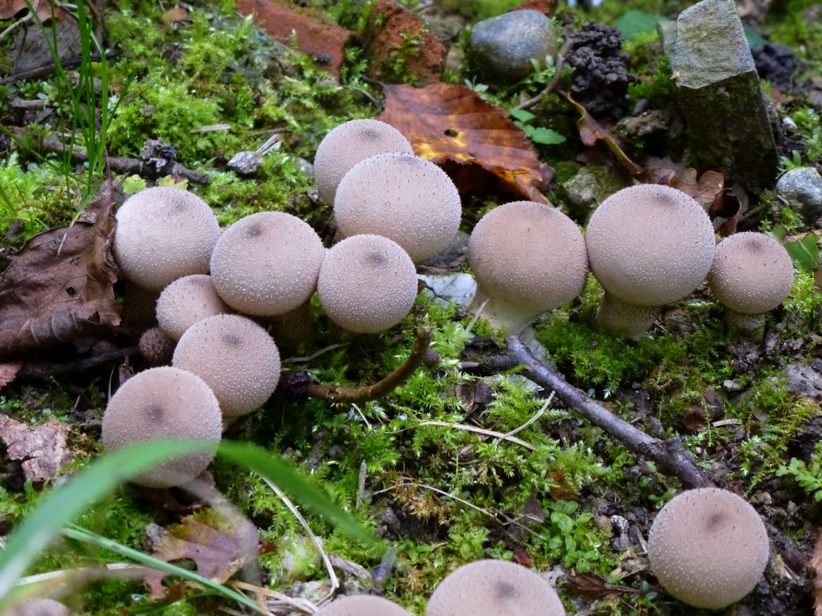 Flaschen-Stubling, der jung ebare Pilz wchst von Juni bis November recht hufig in unseren Wldern und auf Wiesen, Okt.2013