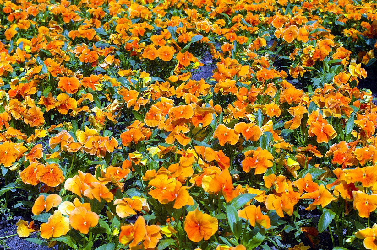 Fleißige Lieschen (Impatiens walleriana) im Berliner Tiergarten. Aufnahme: 4. Mai 2008.