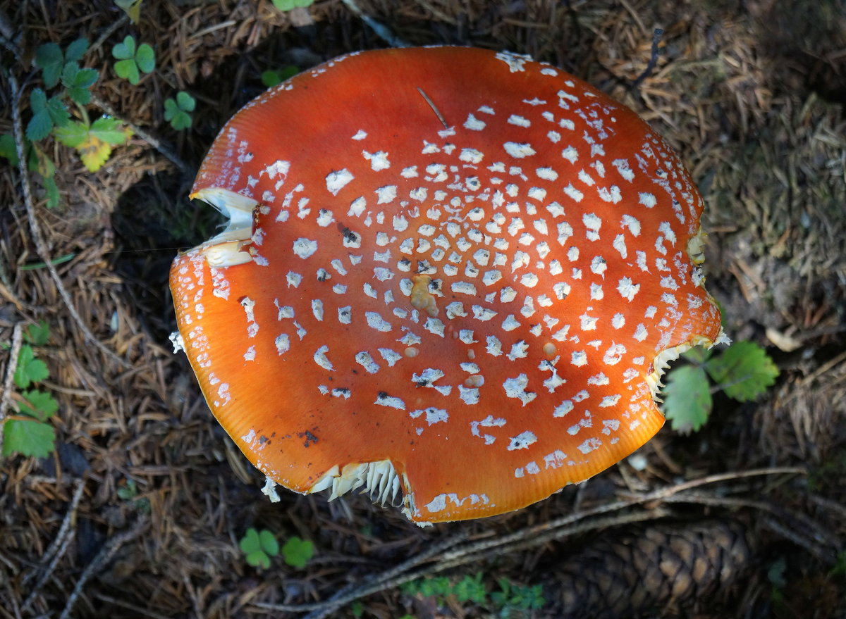 Fliegenpilz (Amanita muscaria) in Alpbach (20.09.2019).