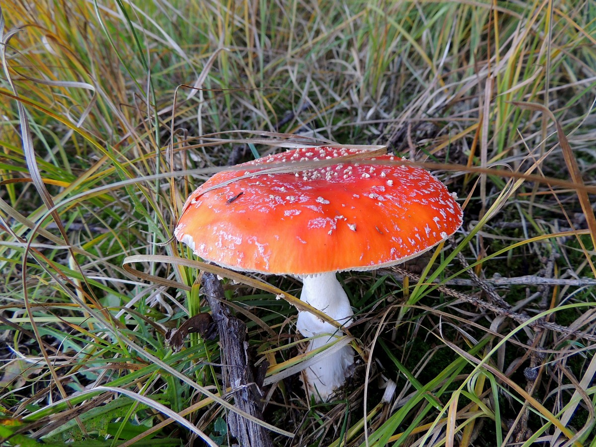 Fliegenpilz(Amanita muscaria) bringt farbliche Abwechslung in eine Waldlichtung; 131019