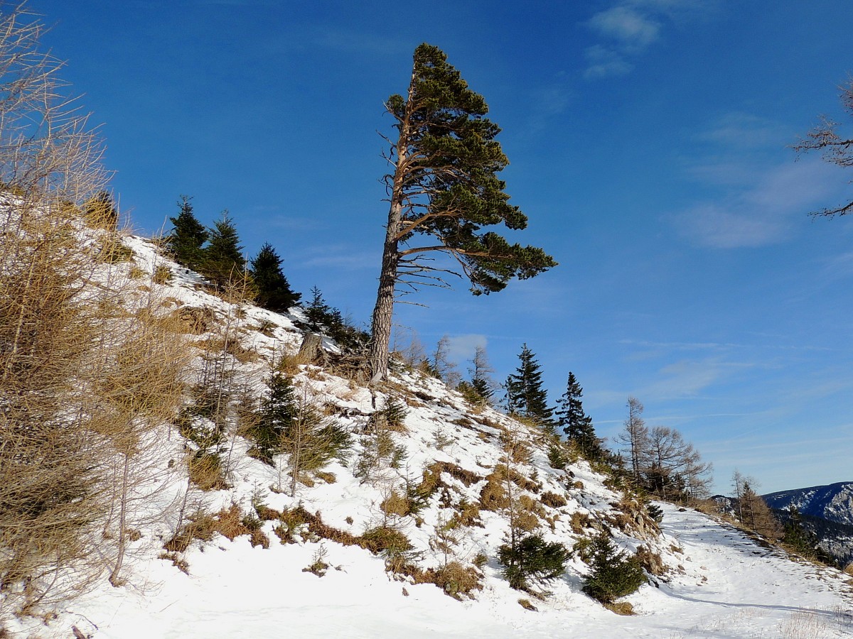 Föhre trotzt etwas einseitig gewachsen, auf der österr. RAX-Alpe neben einem einsamen Wanderweg; 150102