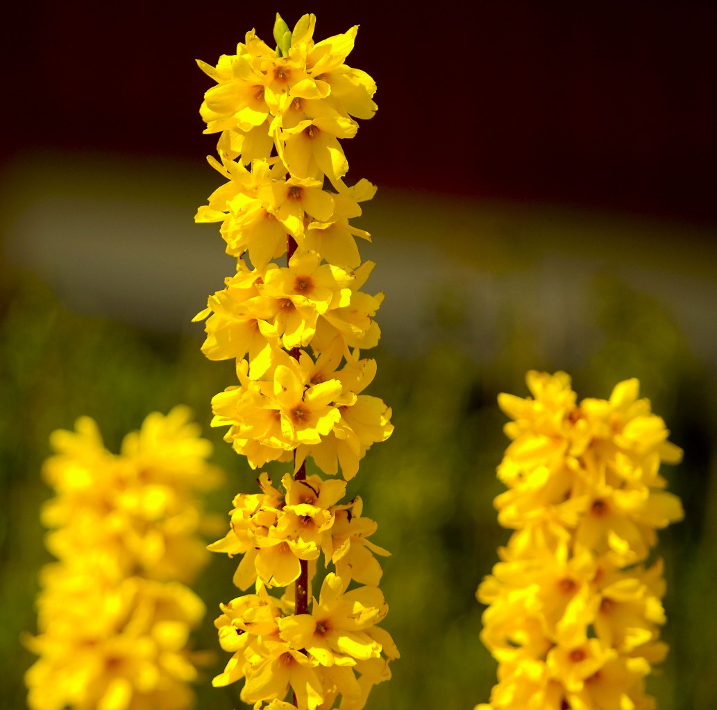 Forsythia in Flensburg. Aufnahme: Mai 2011.