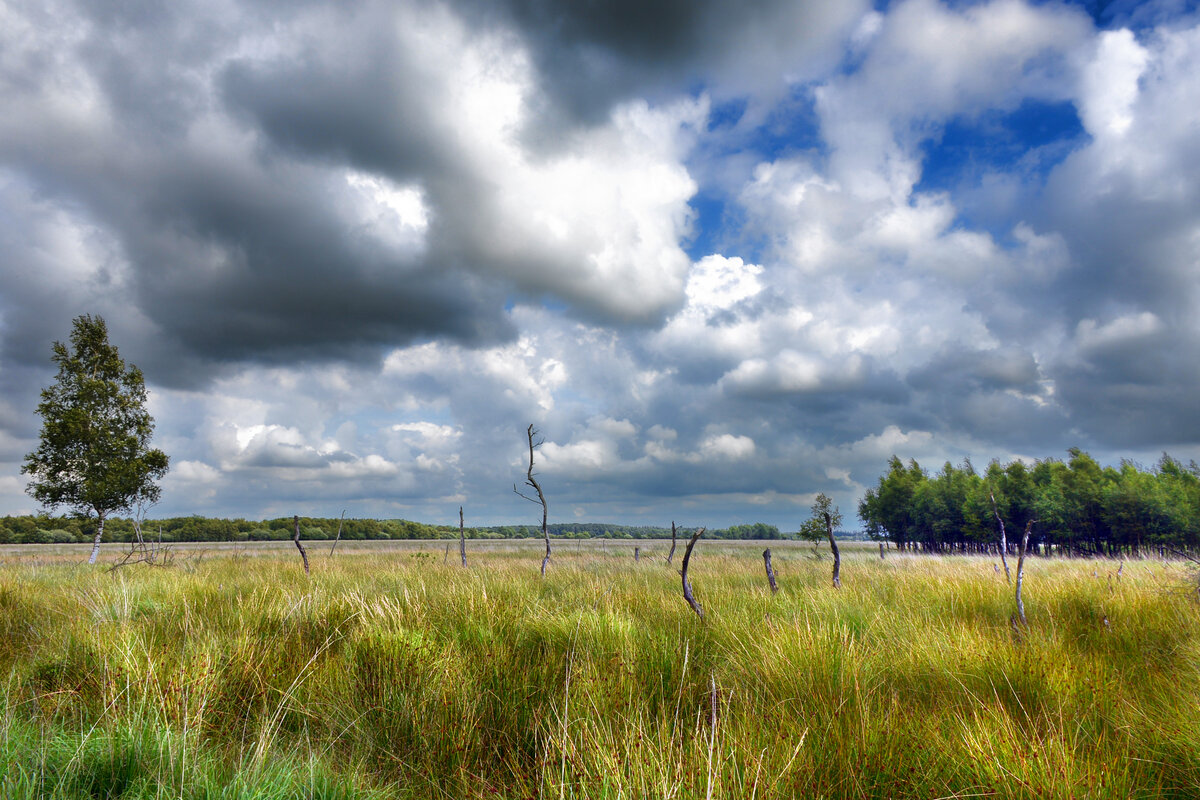 Frøslev-Jardelunder Moor - Weites Land, soweit das Auge reicht. Aufnahme: 30. Juli 2023.