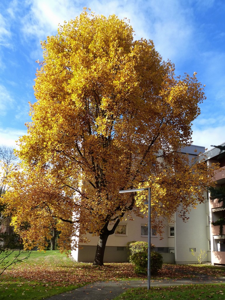 Freiburg, der amerikanische Amberbaum im Herbstkleid, Nov.2015
