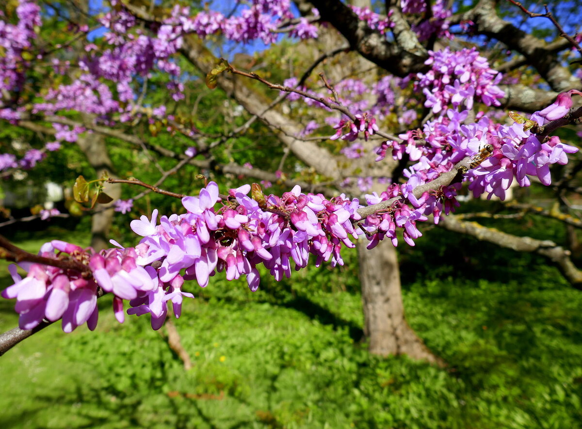 Freiburg, Botanischer Garten, die Blüten des Gemeinen Judasbaumes, April 2022