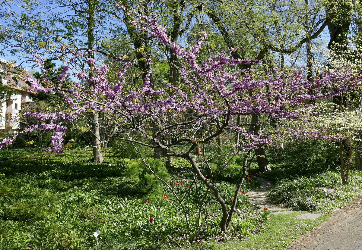 Freiburg, Botanischer Garten, der Gemeine Judasbaum in voller Blüte, April 2022
