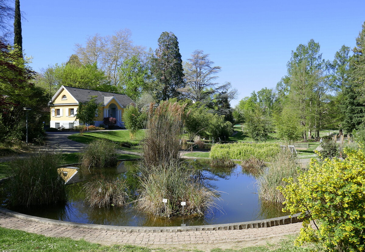 Freiburg, Frühling im Botanischen Garten, April 2022