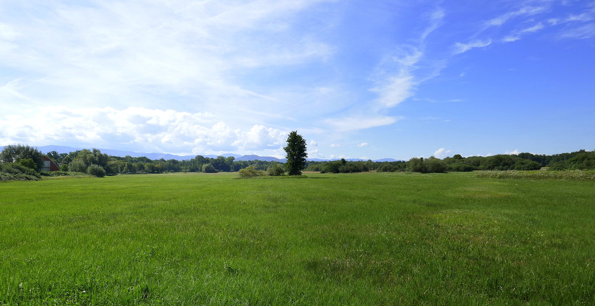 Freiburg-Hochdorf, Blick auf das seit 1998 ausgewiesene Natur-und Landschaftsschutzgebiet  Mühlmatten  westlich von Freiburg, am Horizont der Schwarzwald, Juli 2020