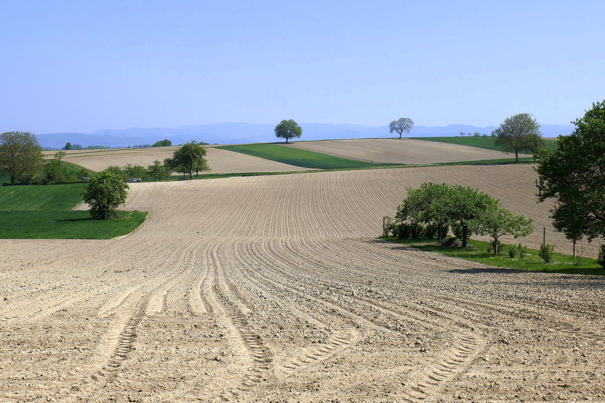 frisch bestellte Felder am Marchhügel im Breisgau, April 2020