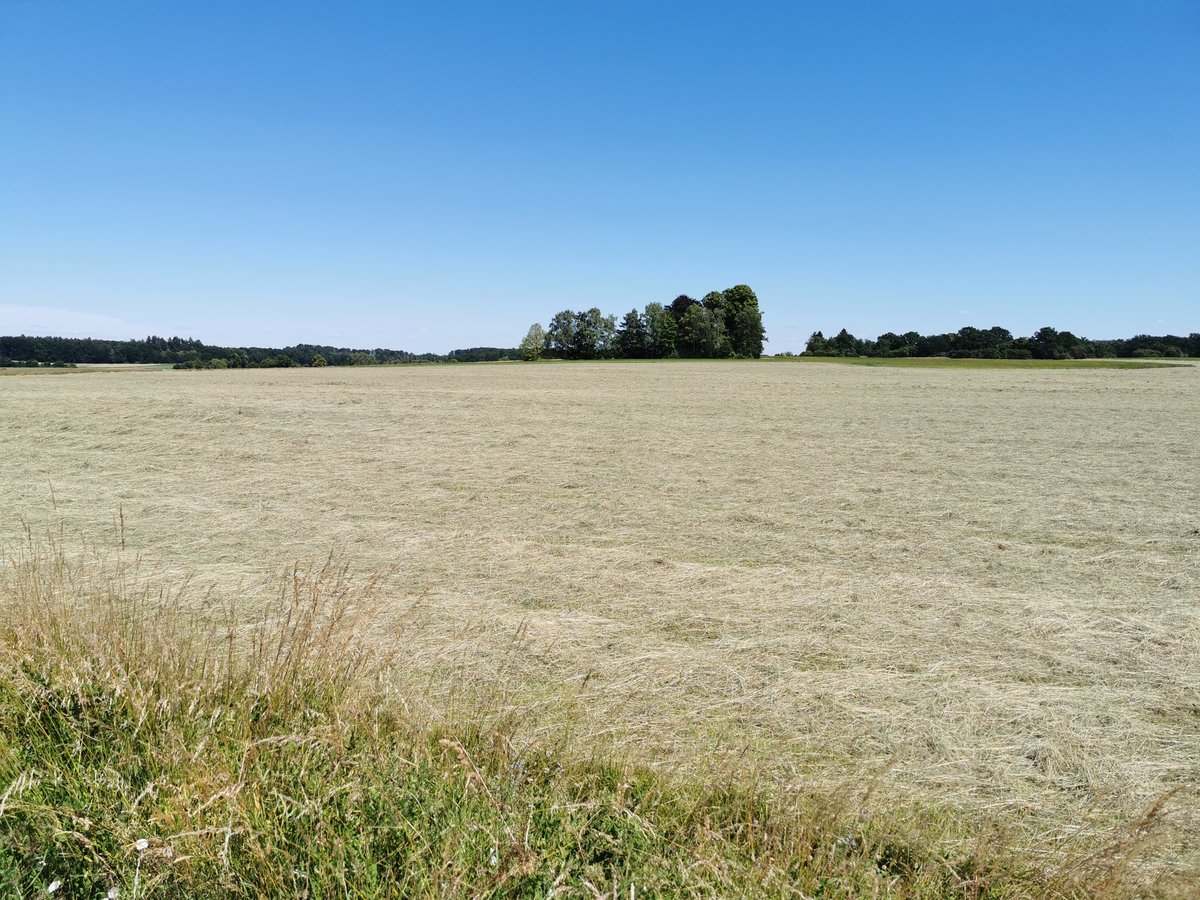 Frisch gemähte Felder am Ortsrand von Fernwald Annerod. Im Hintergrund in der Mitte des Fotos umgibt eine Baumgruppe den Festplatz am alten Hochbehälter. Foto vom 24.06.2020.