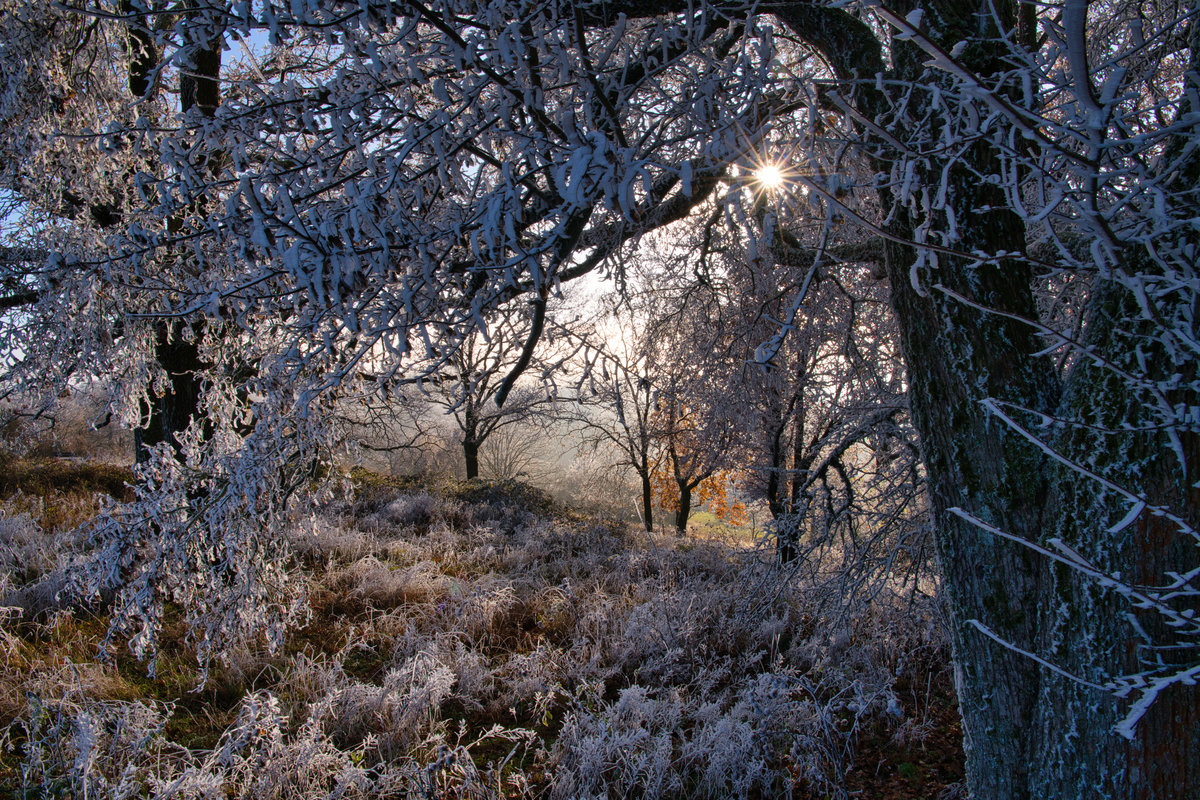 Frostige Stimmung am Dillberg, 27.11.2020