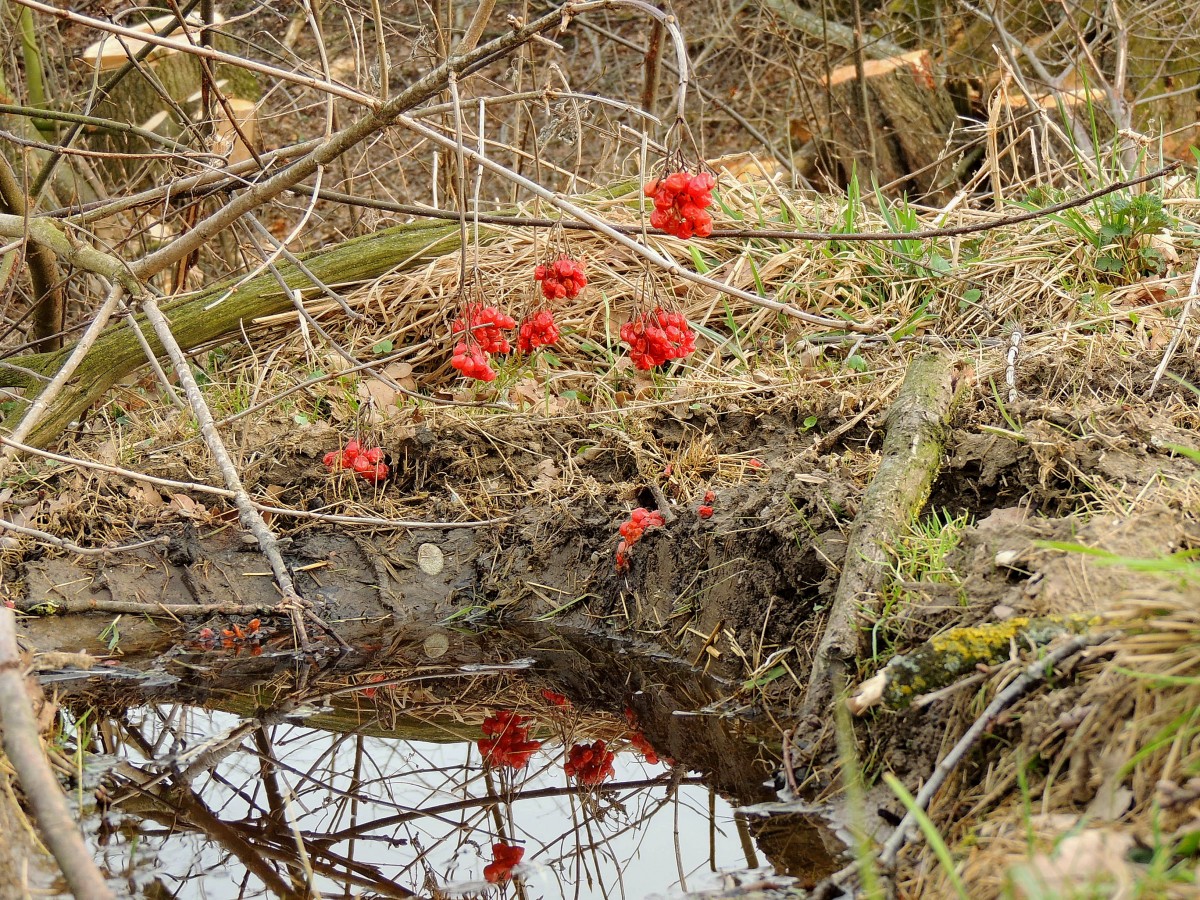 Früchte des Schneeballstrauches (Viburnum) spiegeln sich in einer Pfütze; 140318