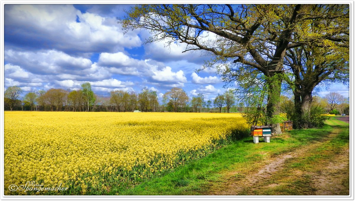 Frühling 2020 in Niedersachsen, Rapsfeld bei Helvesiek. die ersten Wolken seit 14 Tagen, sehr schöne Rabsblüte trotz andauernder Trockenheit.