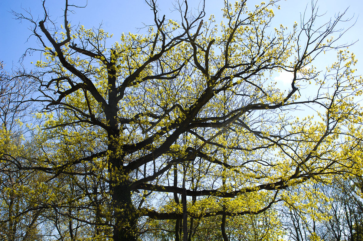 Frühling am Leipziger Stadthafen.Aufnahme: 30. April 2017.