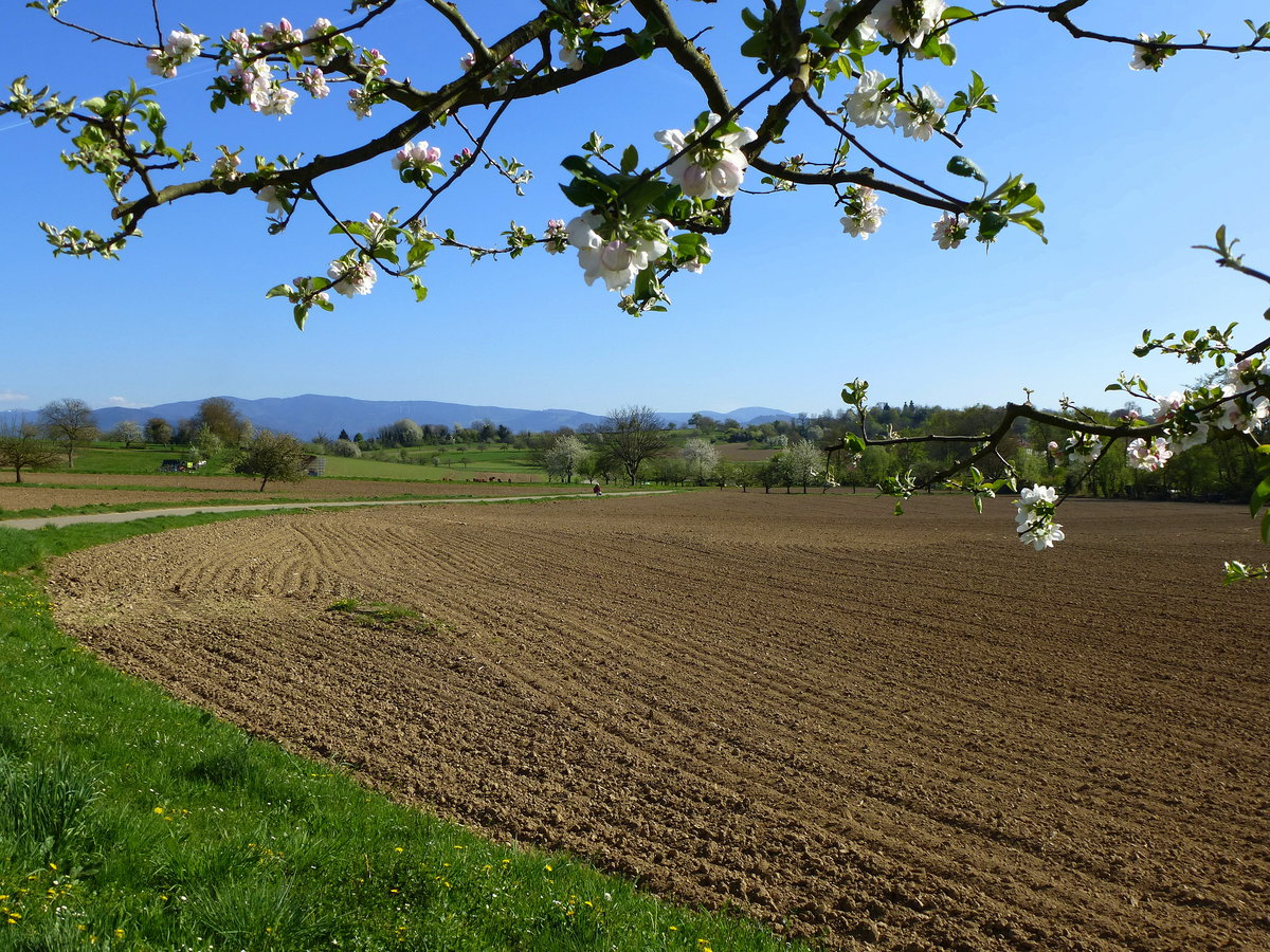 Frhling in der Rheinebene, hier am Marchhgel bei Buchheim, April 2017