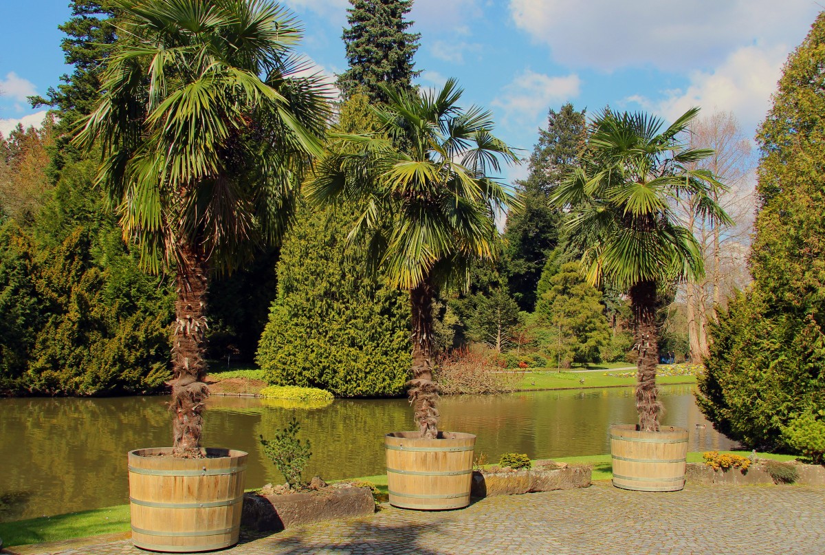 Frühling satt heute auf und an der Insel Siebenbergen in Kassel (5.4.2015).