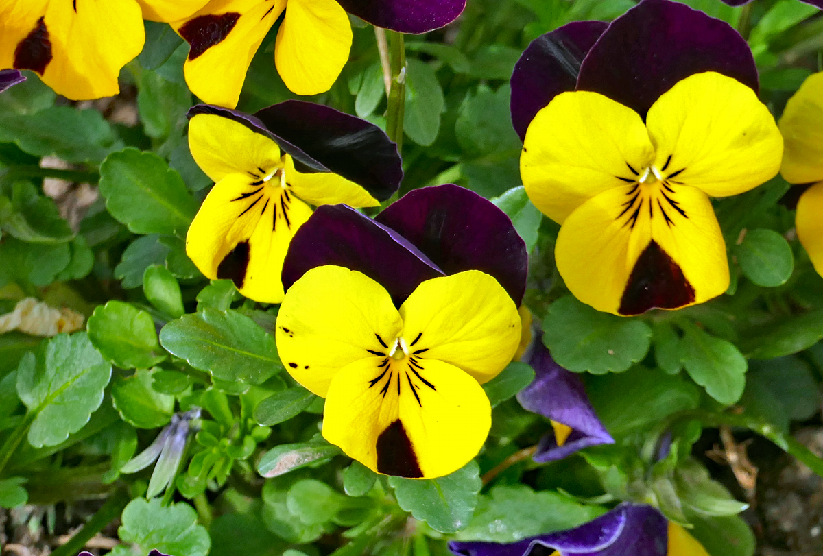 Frühlingserwachen, Hornveilchen im Garten - 30.03.2017