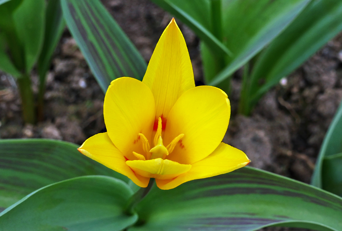 Frühlingserwachen, Tulpenblüte im Garten - 30.03.2017