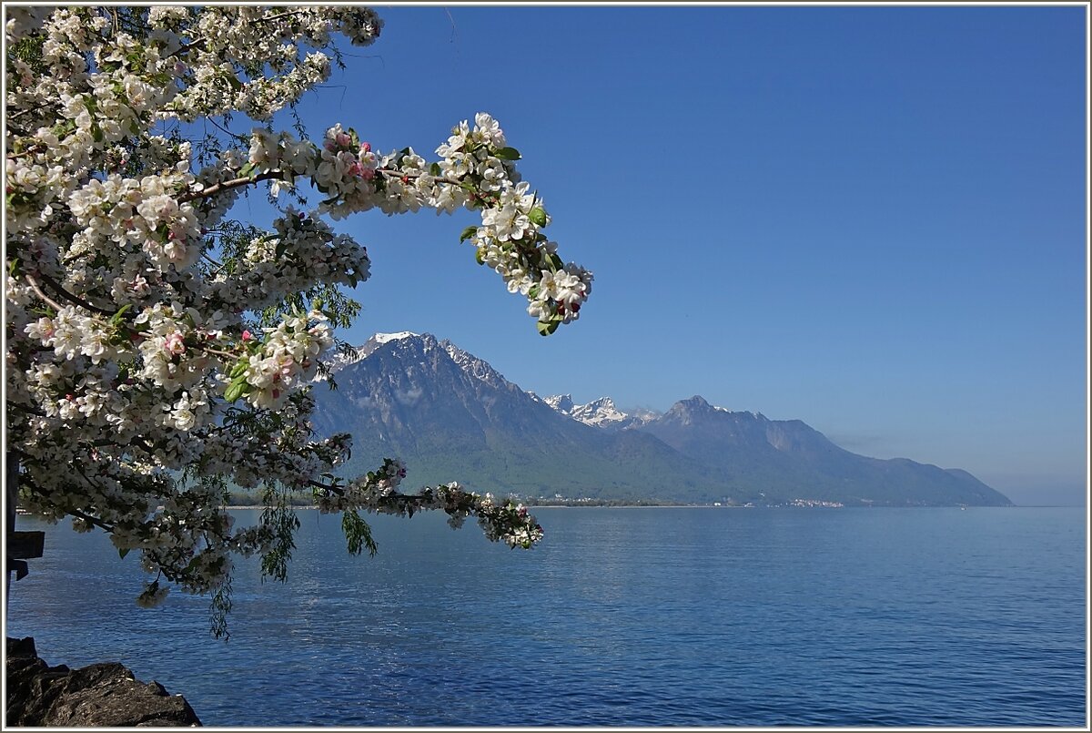 Frühlingstimmung am Genfersee. Kirschblüten umrahmen den Grammont (2172 M.ü.M)
(27.04.2022)