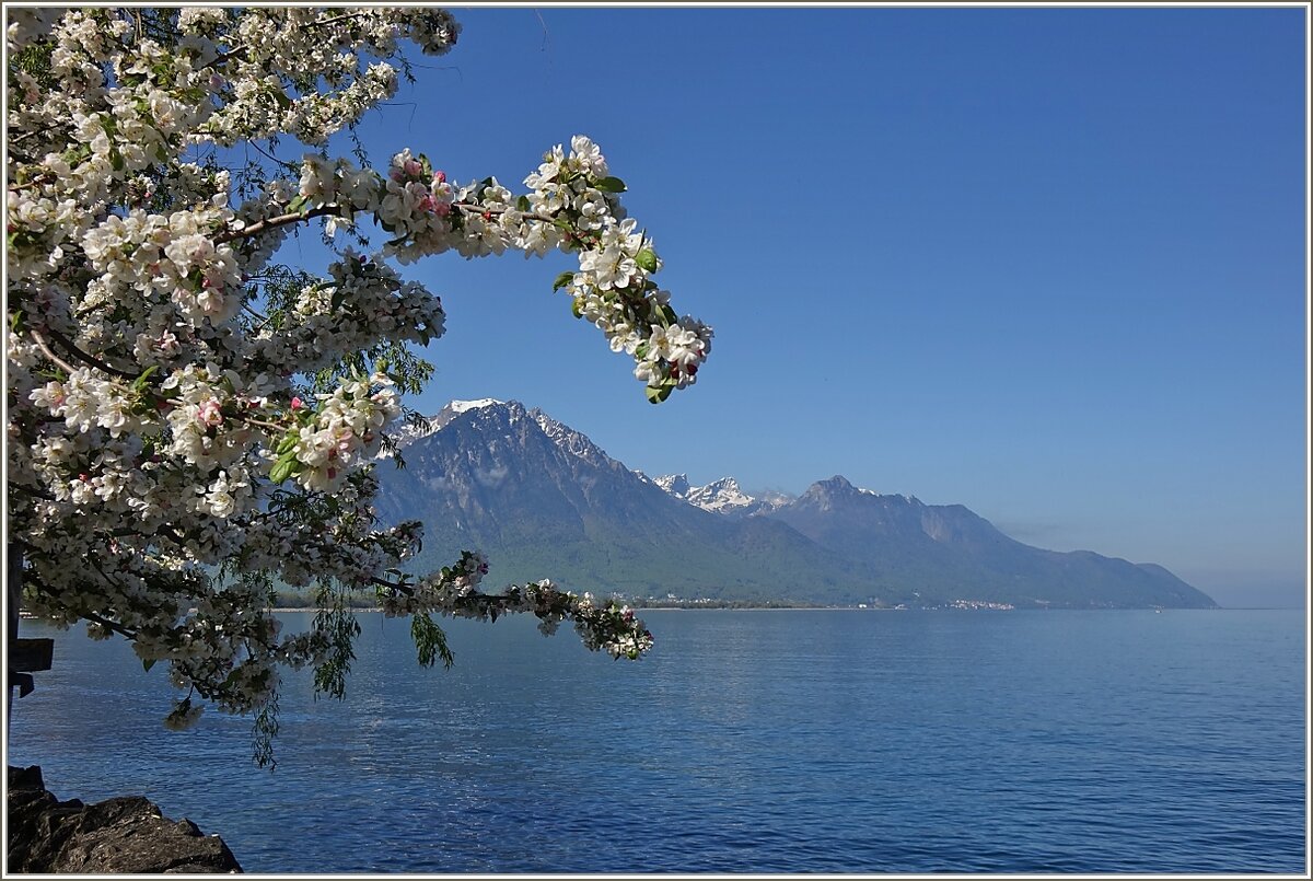 Frühlingstimmung am Genfersee. Kirschblüten umrahmen den Grammont (2172 M.ü.M)
(27.04.2022)