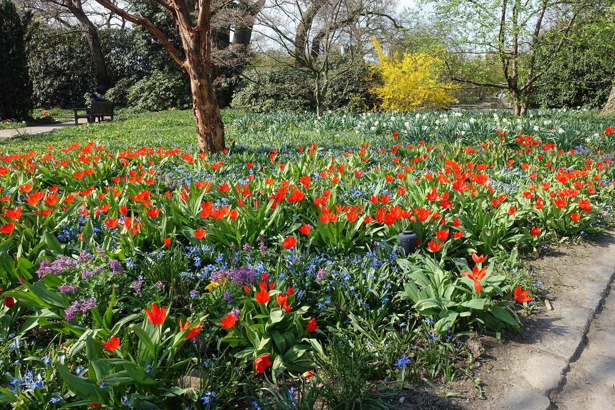 Frühlingswiese im Park „Planten un Blomen“  am 7.4.2019 /