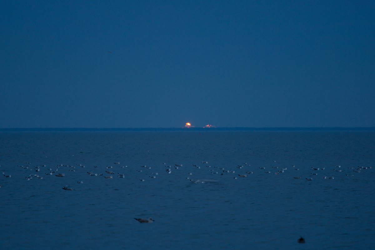 Für die Möwen am Ueckermünder Strand ist das seit kurzem zusehende Feuer auf der polnischen Seite des Stettiner Haffs scheinbar uninteressant. - 07.02.2016