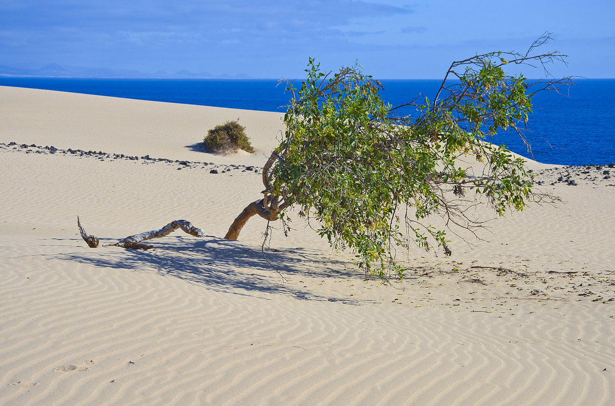 Fuerteventura, Spanien: Blick vom Parque Natural de Corralejo in östlicher Richtung. Aufnahme: 18. Oktober 2017.