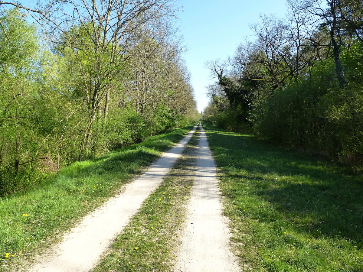 Fuß-und Radweg am Altrhein zwischen Breisach und Neuenburg, April 2017