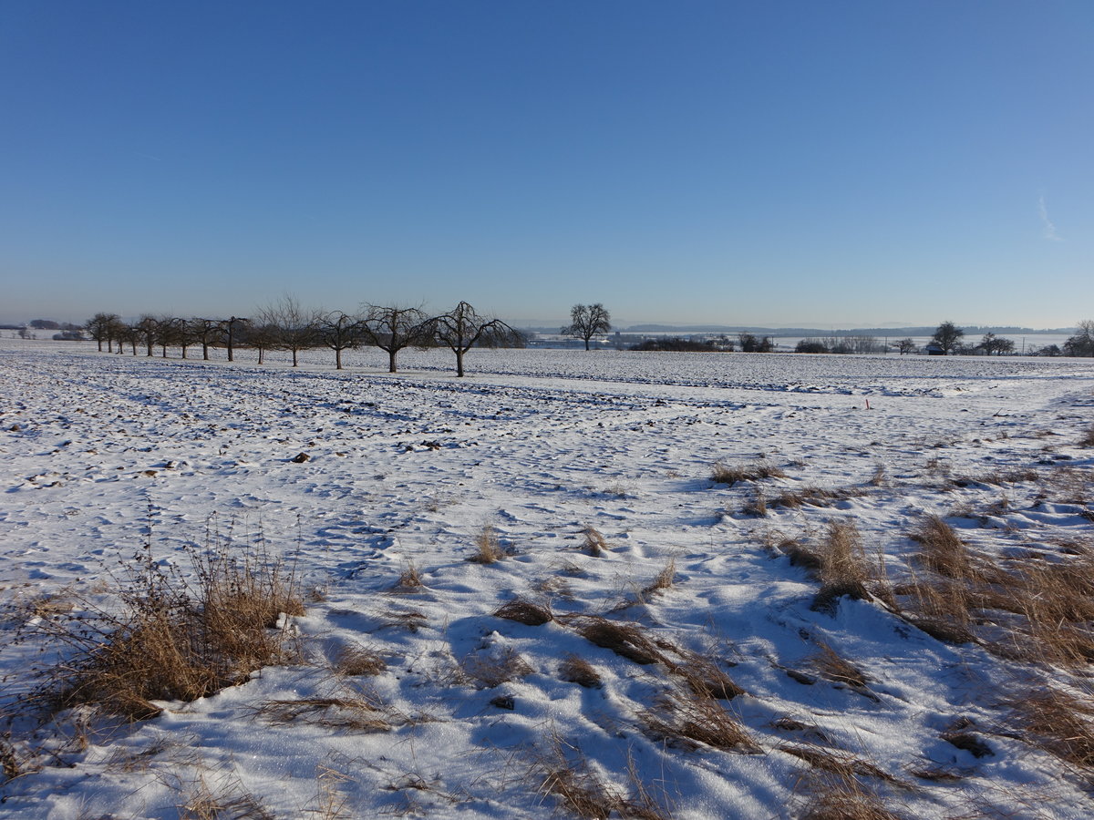 Gäuhochebene bei Göttelfingen, Lkr. Freudenstadt (22.01.2017)