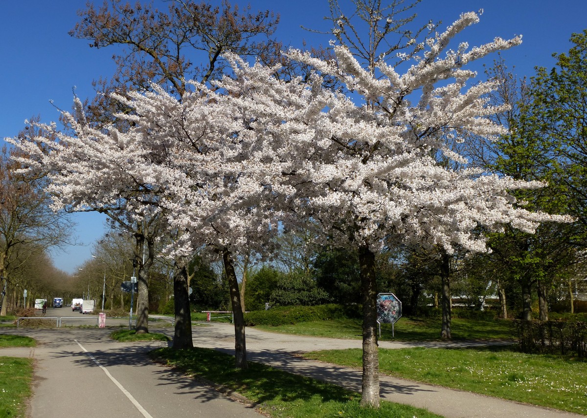  ganz in weiß , Zierkirschenbäume in voller Blütenpracht in Freiburg am 9.April 2015